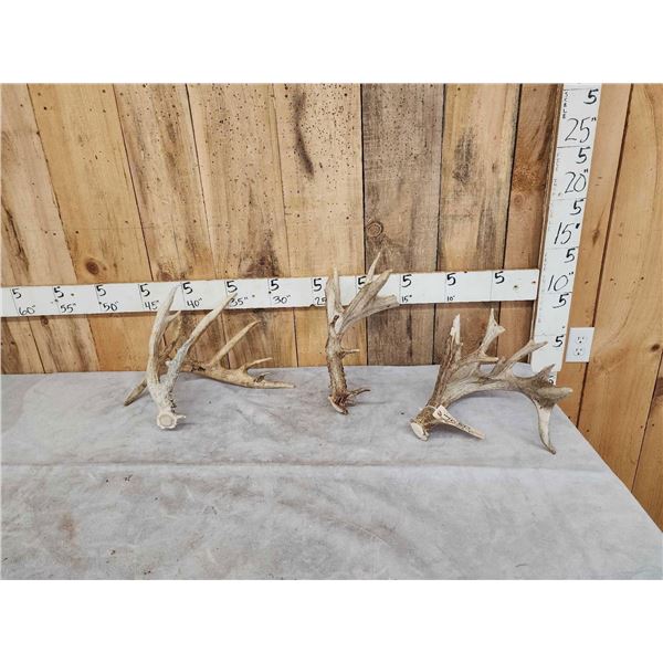Group Of 3 Whitetail Shed Antlers