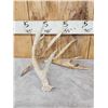 Image 4 : Group Of 3 Whitetail Shed Antlers