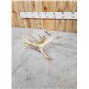 Image 5 : Group Of 3 Whitetail Shed Antlers