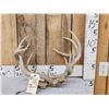 Image 1 : 2 Sets Of Locked Whitetail Antlers On Skull Plates
