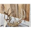 Image 2 : 2 Sets Of Locked Whitetail Antlers On Skull Plates