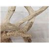 Image 6 : 2 Sets Of Locked Whitetail Antlers On Skull Plates