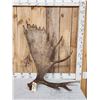 Image 1 : 16.4 Lbs Alaskan Moose Shed Antler