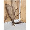 Image 2 : 16.4 Lbs Alaskan Moose Shed Antler