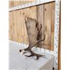 Image 3 : 16.4 Lbs Alaskan Moose Shed Antler