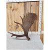 Image 4 : 16.4 Lbs Alaskan Moose Shed Antler