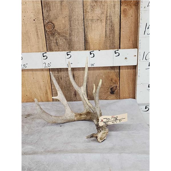 82" Whitetail Shed Antler