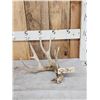 Image 1 : 82" Whitetail Shed Antler
