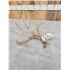 Image 2 : 82" Whitetail Shed Antler