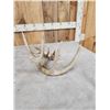 Image 3 : 82" Whitetail Shed Antler