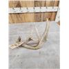 Image 4 : 82" Whitetail Shed Antler
