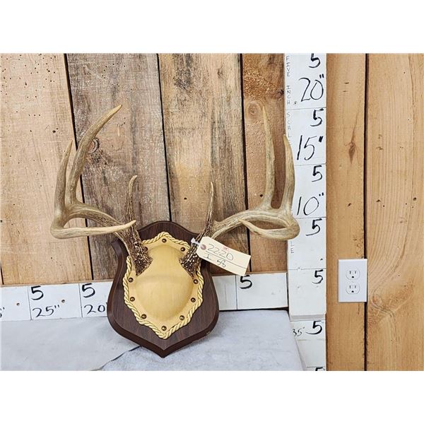 4x4 Whitetail Antlers On Plaque