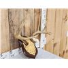 Image 3 : 4x4 Whitetail Antlers On Plaque