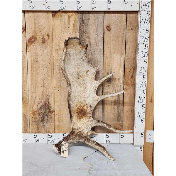 17.6 Lbs Alaskan Moose Shed Antler