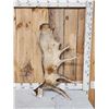 Image 1 : 17.6 Lbs Alaskan Moose Shed Antler
