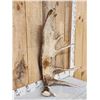 Image 2 : 17.6 Lbs Alaskan Moose Shed Antler