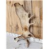 Image 3 : 17.6 Lbs Alaskan Moose Shed Antler