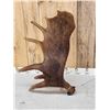 Image 4 : 17.6 Lbs Alaskan Moose Shed Antler