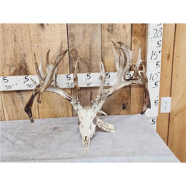 Monster 301" Whitetail Antlers On Skull