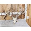 Image 1 : Monster 301" Whitetail Antlers On Skull