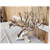 Image 2 : Monster 301" Whitetail Antlers On Skull