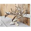 Image 3 : Monster 301" Whitetail Antlers On Skull