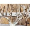 Image 4 : Monster 301" Whitetail Antlers On Skull