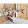 Image 5 : Monster 301" Whitetail Antlers On Skull