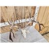 Image 6 : Monster 301" Whitetail Antlers On Skull
