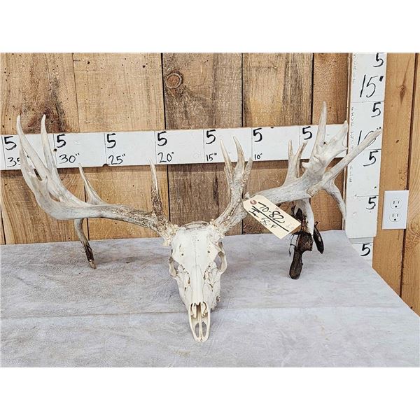 180 Class Whitetail Antlers On Skull