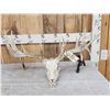 Image 1 : 180 Class Whitetail Antlers On Skull