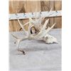 Image 2 : 180 Class Whitetail Antlers On Skull