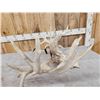 Image 3 : 180 Class Whitetail Antlers On Skull