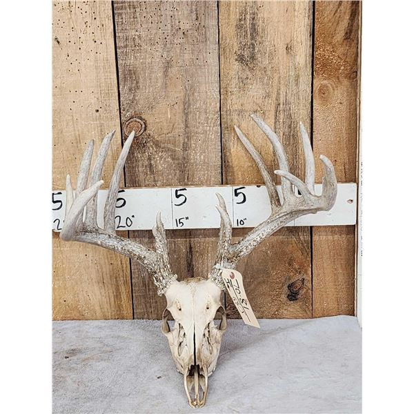 169" Whitetail Antlers On Skull