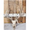 Image 1 : 169" Whitetail Antlers On Skull