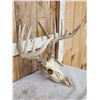 Image 2 : 169" Whitetail Antlers On Skull