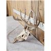 Image 3 : 169" Whitetail Antlers On Skull