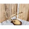 Image 3 : 4x5 Whitetail Antlers On Plaque