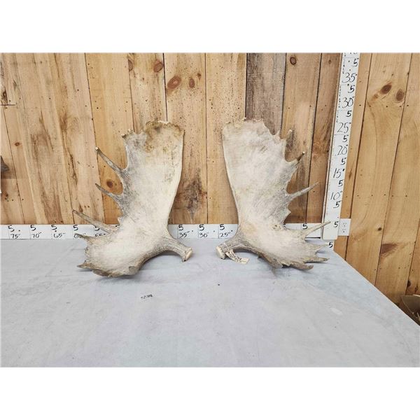 29 Lbs Set Of Alaskan Moose Antlers