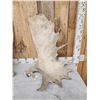 Image 2 : 29 Lbs Set Of Alaskan Moose Antlers