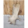 Image 3 : 29 Lbs Set Of Alaskan Moose Antlers