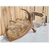 Image 5 : 29 Lbs Set Of Alaskan Moose Antlers