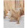 Image 7 : 29 Lbs Set Of Alaskan Moose Antlers