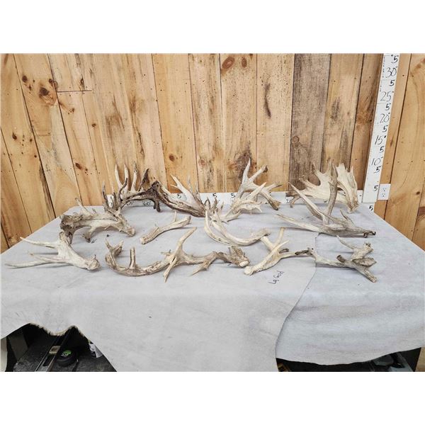 25.2 Lbs Of Whitetail Cut Off Antlers