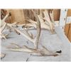 Image 2 : 25.2 Lbs Of Whitetail Cut Off Antlers