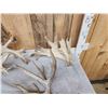 Image 3 : 25.2 Lbs Of Whitetail Cut Off Antlers