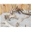 Image 5 : 25.2 Lbs Of Whitetail Cut Off Antlers