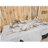 Image 6 : 25.2 Lbs Of Whitetail Cut Off Antlers