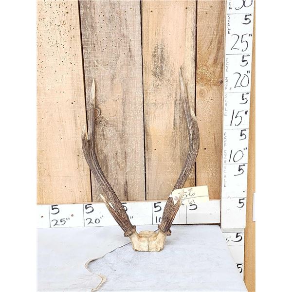 Rusa Deer Antlers On Skull Plate