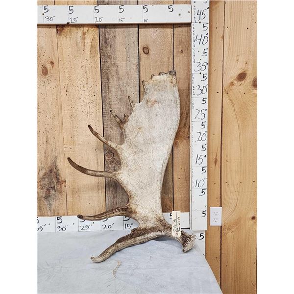17.7 Lbs Alaskan Moose Shed Antler